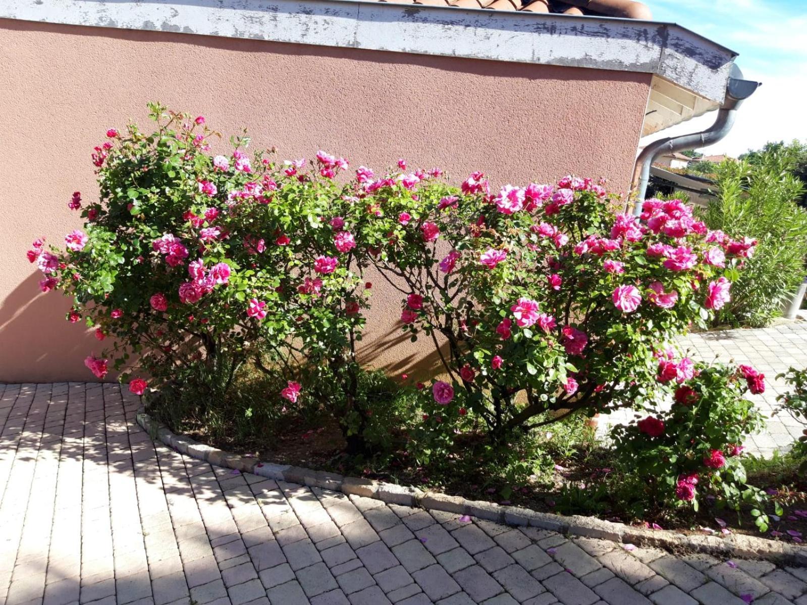 شقة Comme Dans Un Ecrin - T2 De 50 M² Avec Jardin, Terrasse Et Piscine فيرنايسون المظهر الخارجي الصورة